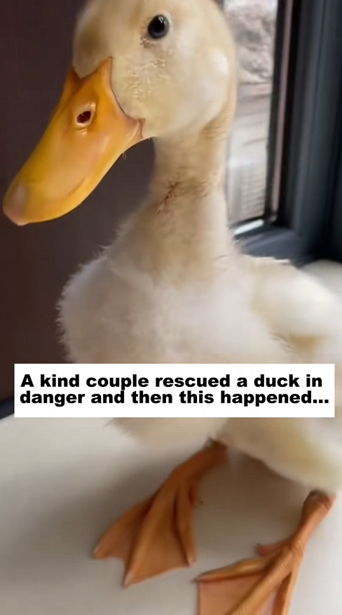 C2309007 kind couple rescued duck in danger, then happened_part2