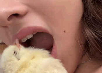 C2309008 kind couple rescued fallen chick on road then_part2