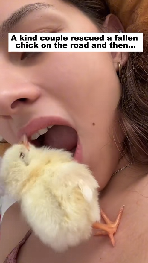 C2309008 kind couple rescued fallen chick on road then_part2