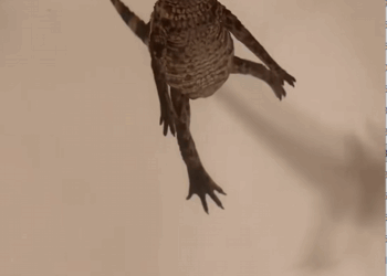 C2309009 kind family rescued baby crocodile hook in its mouth _part2