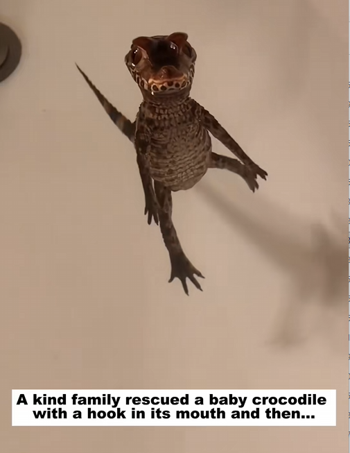 C2309009 kind family rescued baby crocodile hook in its mouth _part2