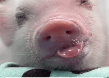 C2309010 kind family rescued newborn piglet fell truck, _part2