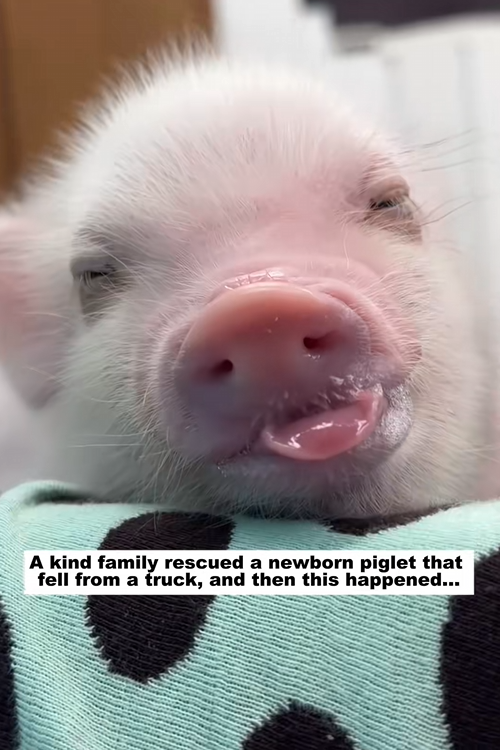 C2309010 kind family rescued newborn piglet fell truck, _part2
