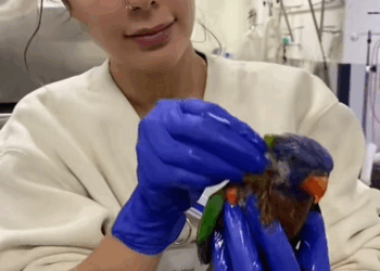 C2309011 kind lady rescued an injured rainbow lorikeet then_part2