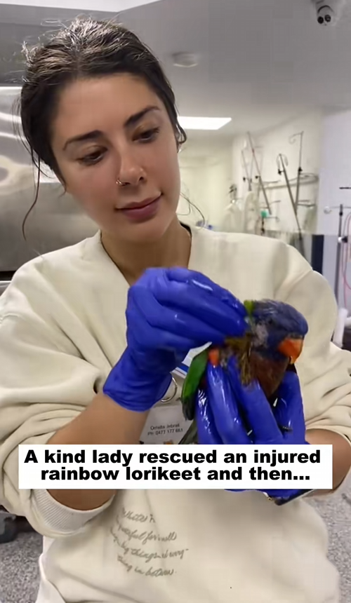C2309011 kind lady rescued an injured rainbow lorikeet then_part2