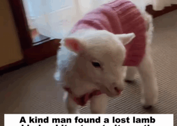 C2309012 kind man found lost lamb helped it return to its mother_part2