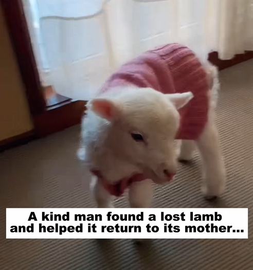 C2309012 kind man found lost lamb helped it return to its mother_part2