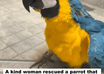 C2309013 kind woman rescued parrot was injured in trash can._part2