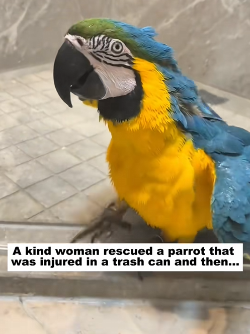 C2309013 kind woman rescued parrot was injured in trash can._part2