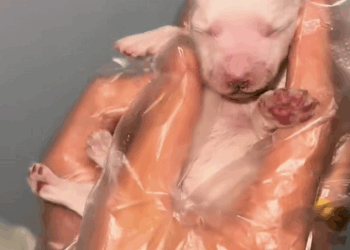 C2309014 mother dog was crying by roadside,begging me to save her puppy_part2