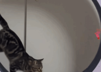 C0609008 Poor kitty animals rescue poorkitten_part2