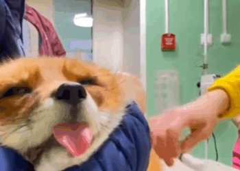 C2309015 My dad saved fox,and it became our dear friend. ._part2