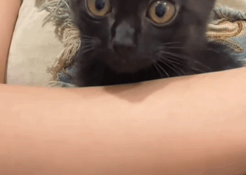 C2309016 Poor kitten got stuck on highway_part2