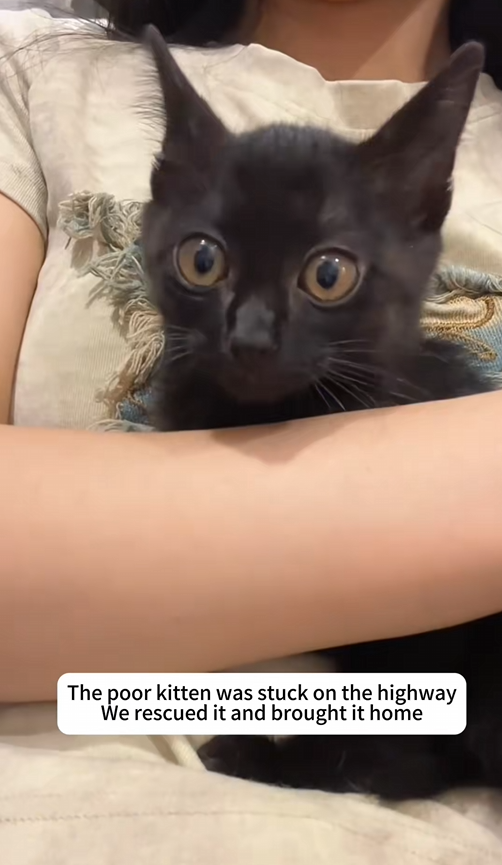 C2309016 Poor kitten got stuck on highway_part2