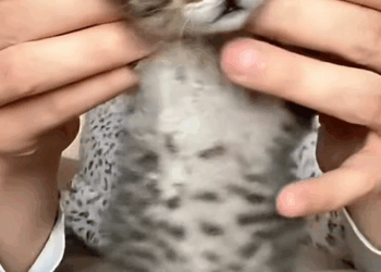 C2309017 Save newborn stiff kitten_part2