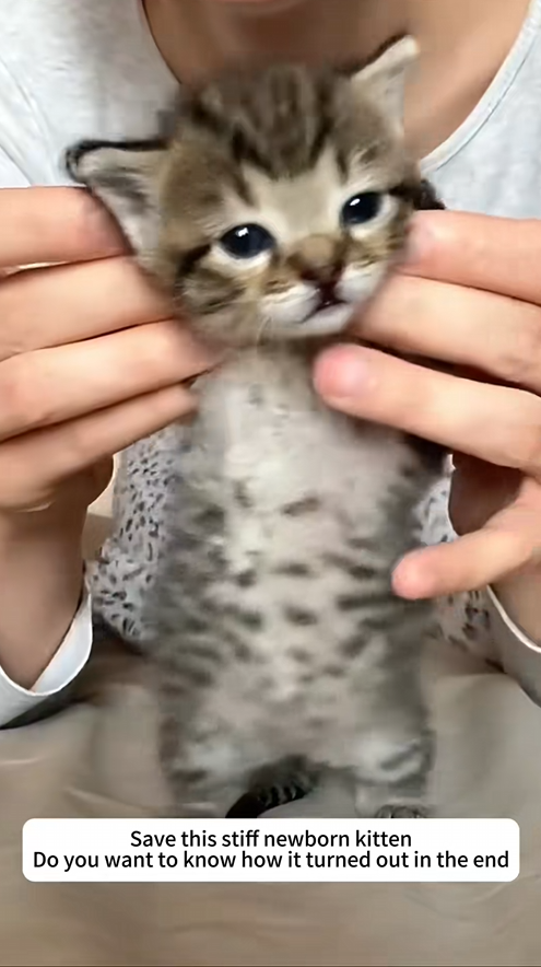 C2309017 Save newborn stiff kitten_part2