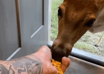 C2309018 Saved deer fell into swamp _part2