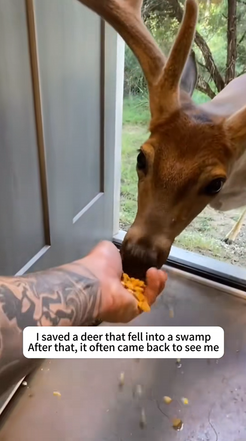 C2309018 Saved deer fell into swamp _part2
