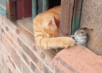 C2309019 saw pack of dogs bullying cat on street_part2