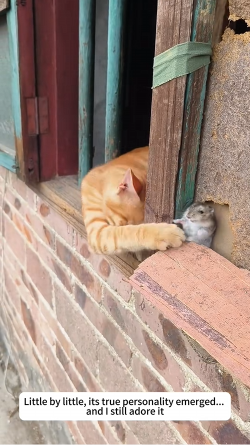 C2309019 saw pack of dogs bullying cat on street_part2