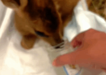 C2309020 unintentionally saved fawn.Surprisingly _part2