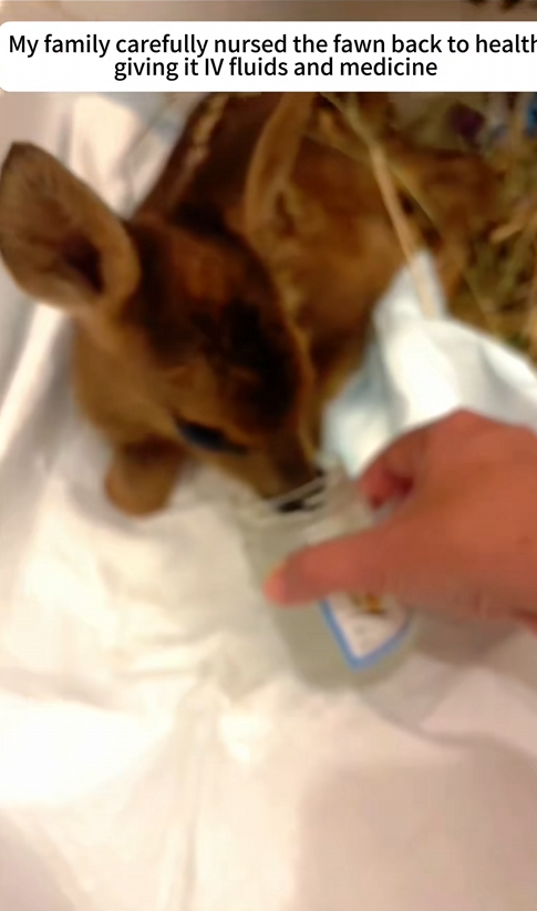 C2309020 unintentionally saved fawn.Surprisingly _part2
