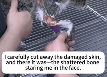 C2409001 Cat found bleeding and fighting for its last breath_part2
