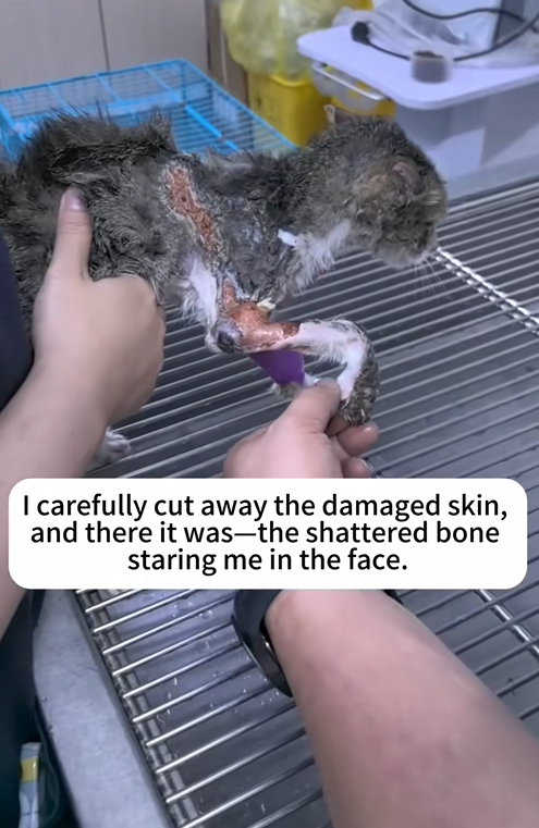 C2409001 Cat found bleeding and fighting for its last breath_part2