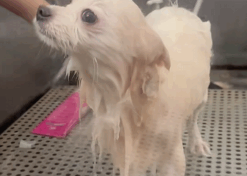 C2409002 Severely injured dog clinging to life after brutal accident_part2