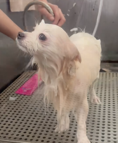 C2409002 Severely injured dog clinging to life after brutal accident_part2