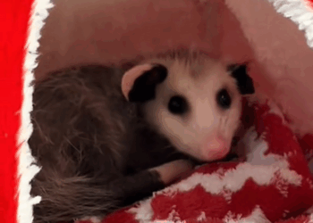 C2409003 Opposum on the edge of death crying out for help_part2