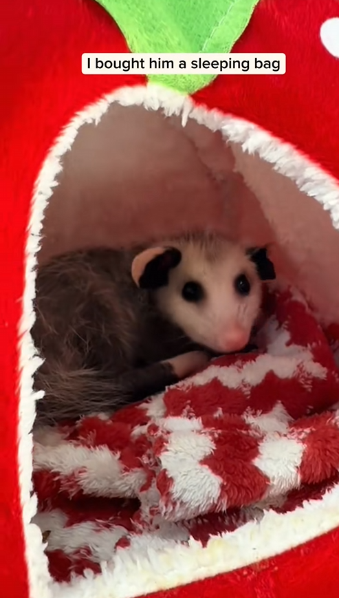 C2409003 Opposum on the edge of death crying out for help_part2