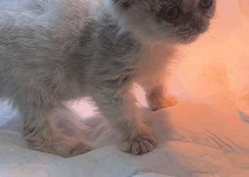 C2409004 It Was Crying Through Rain Refused to Give Up _part2