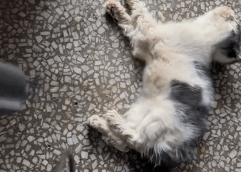 C0609009 rescue little cow cat struggling in the water and take good care _part2