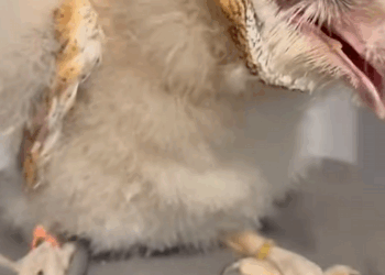 C2409005 Man rescued adopted three baby owl were abandoned by their mother…_part2