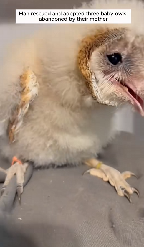 C2409005 Man rescued adopted three baby owl were abandoned by their mother…_part2