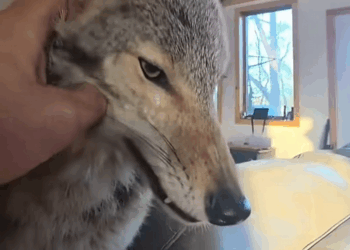 C2409006 Man rescued trapped coyote adopted it _part2