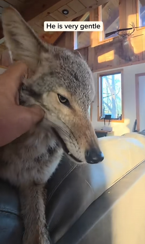 C2409006 Man rescued trapped coyote adopted it _part2