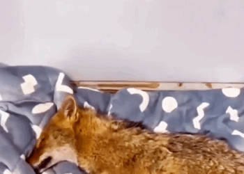 C2409007 My story coyote,the ending is unexpected_part2