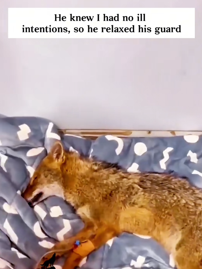 C2409007 My story coyote,the ending is unexpected_part2