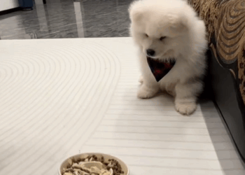 C2409008 picked up puppy on road then _part2