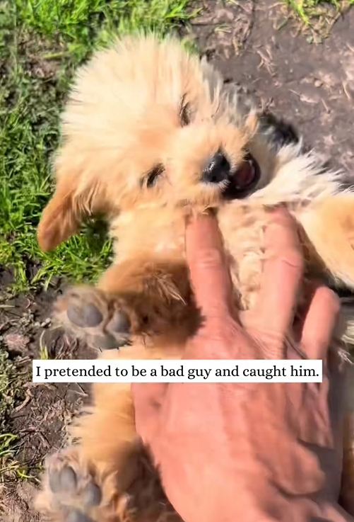 C2409009 puppy chose me then #animal #rescue #puppy #fyp_part2