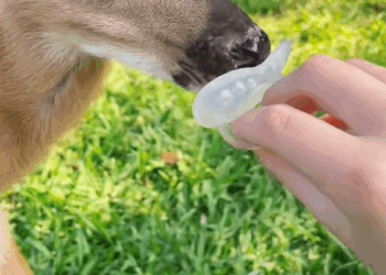 C2409010 rescue deer harvester#rescue #rescueanimals #animals #deer_part2