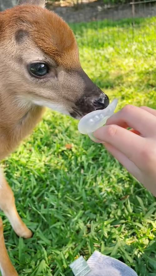 C2409010 rescue deer harvester#rescue #rescueanimals #animals #deer_part2
