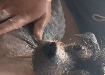 C2409011 rescue homeless dogs without homes#animals #rescue _part2