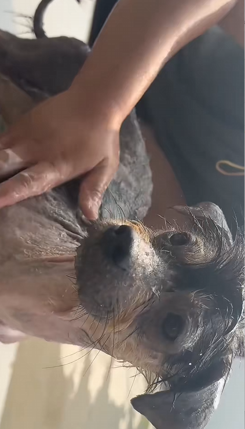 C2409011 rescue homeless dogs without homes#animals #rescue _part2