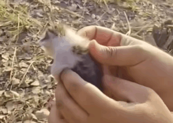 C2409012 rescue kitten ferocious eagle#rescue #rescuecat #rescueanimals_part2