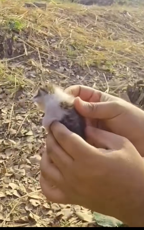 C2409012 rescue kitten ferocious eagle#rescue #rescuecat #rescueanimals_part2
