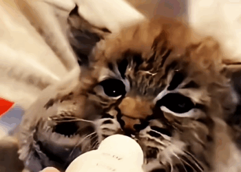 C2409013 rescue stray cat accidentally fell into ditch#animals #rescue_part2