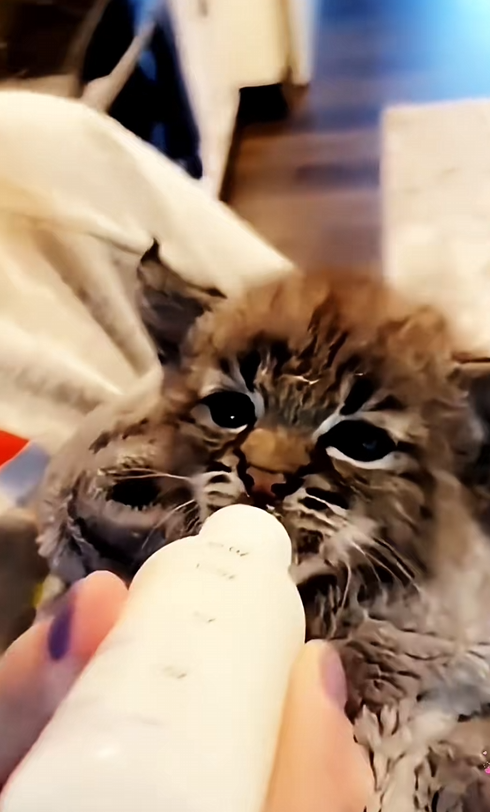 C2409013 rescue stray cat accidentally fell into ditch#animals #rescue_part2